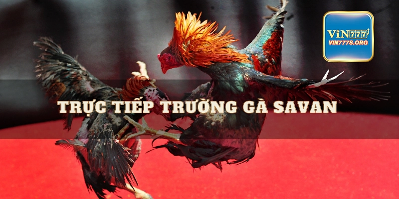 Trường Gà Savan